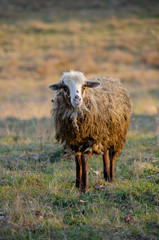 Obraz premium Curious sheep in the middle of the field on the golden hour