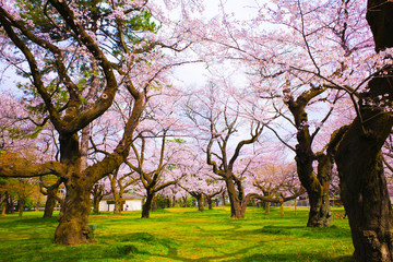 Obraz premium 公園の桜