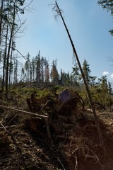 Ruined forest and broken trees by wind and gale.