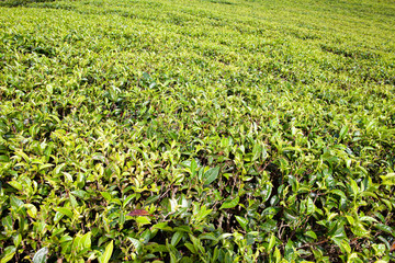 Background of green tea leaves of Sri Lanka (Ceylon).