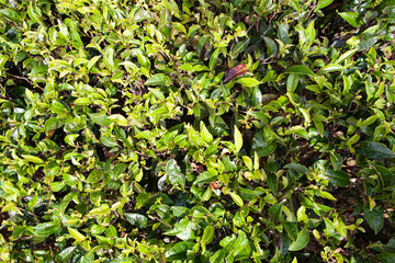 Background of green tea leaves of Sri Lanka (Ceylon).