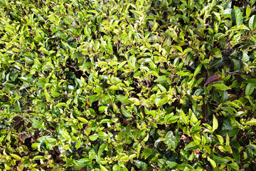 Background of green tea leaves of Sri Lanka (Ceylon).