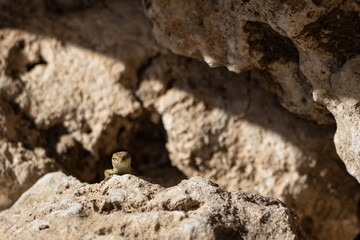 Lucertola curiosa