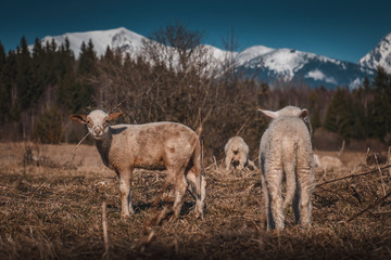 sheep and goats on a meadow under the mountains, agrotourism, spring landscape and Easter