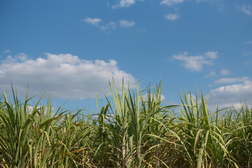 Fototapeta na wymiar Green cane with clouds and blue sky..