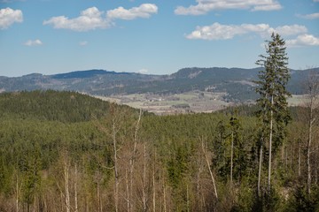 Ruined forest and broken trees by wind and gale.