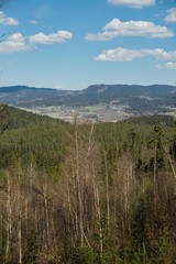 Ruined forest and broken trees by wind and gale.
