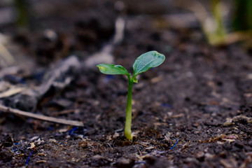 young green sprout