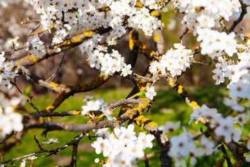 Flowering tree branch in spring.