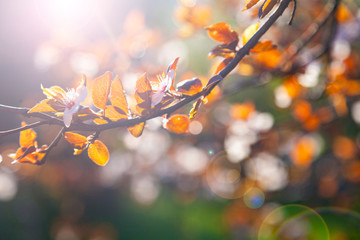 Flowering tree branch in spring.