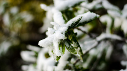 icy white snow covered branches