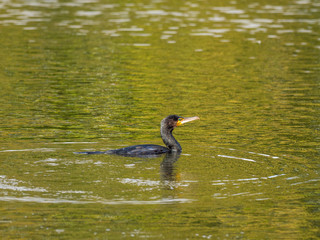 Cormorant swimming in a lake