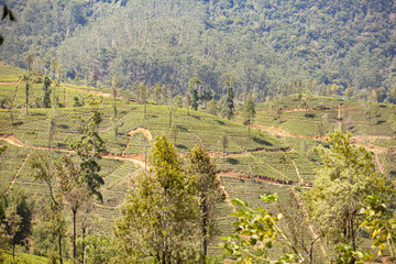 Tea plantation in the mountains of Sri Lanka (Ceylon).