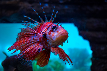 A fish in an aquarium