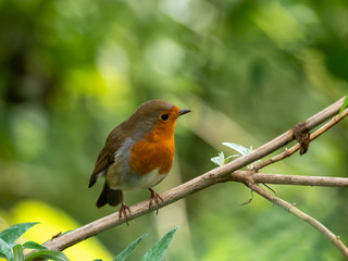 Robin perched on a tree branch