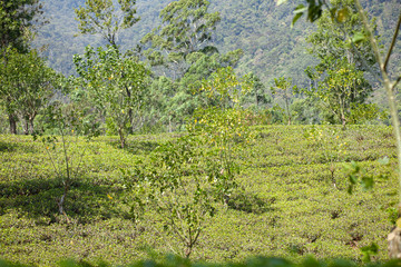 Tea plantation in the mountains of Sri Lanka (Ceylon).