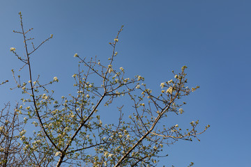 Spring, the most delightful season