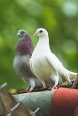 
breeding pigeon with forest pigeon
