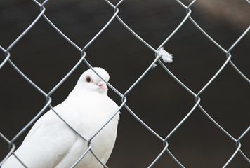 breeding pigeon behind the net