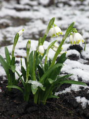 Photo of bunch of snowdrops on snowy background