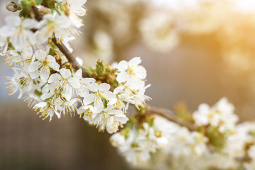 tree branch with white flowers