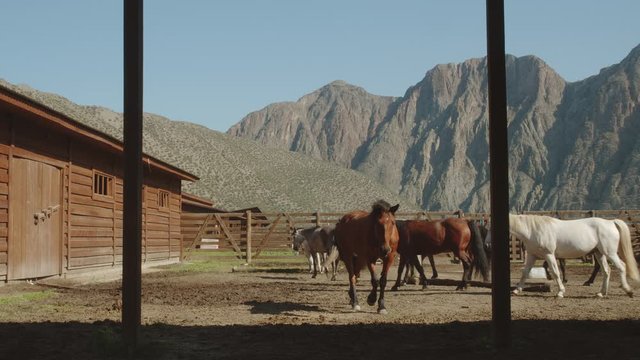 Beautiful ranch horses walking in the courtyard. House in Altai mountains.