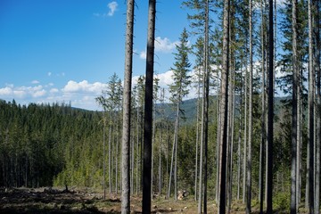 Ruined forest and broken trees by wind and gale.