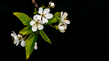 cherry flowers on black background