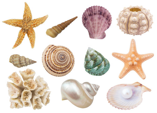 Different seashells, coral and starfish isolated on white background	