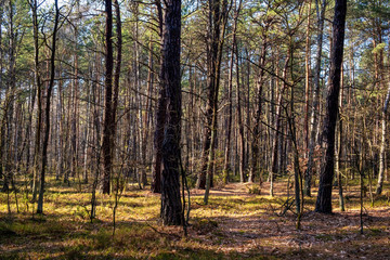 Obraz premium Early spring mixed forest on sandy grounds of natural landscape protected area of Mazovian Landscape Park in Mazovia region in central Poland