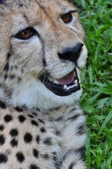 The little cheetah is breathing through the mouth.