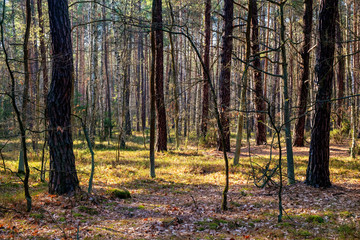 Early spring mixed forest on sandy grounds of natural landscape protected area of Mazovian Landscape Park in Mazovia region in central Poland