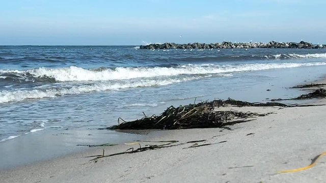 Baltic Sea Beach, Sea Weed, Water and Waves - Ground View - Tracking Shot