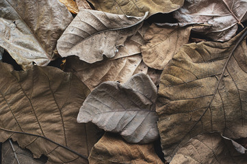Dry autumn leaf. Dark brown natural textured background or wallpaper. Symbol: disease, wilting, old age, retired, past time. Aged effect shot.