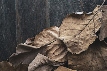 Dry autumn leaf. Dark brown natural textured background or wallpaper. Symbol: disease, wilting, old age, retired, past time. Aged effect shot.