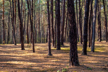Obraz premium Early spring mixed forest on sandy grounds of natural landscape protected area of Mazovian Landscape Park in Mazovia region in central Poland
