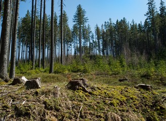 Ruined forest and broken trees by wind and gale.