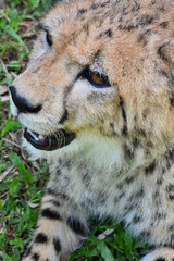 The little cheetah is breathing through the mouth.