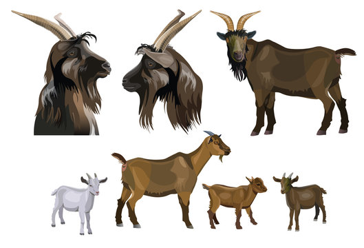 Goat images collection. Set of vector illustration