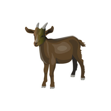 Little brown goat kid. Vector illustration in realistic style