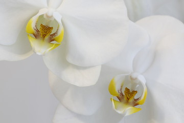 White Phalaenopsis flowers on a branch on a light background.