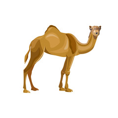 Dromedary, one-humped camel. Pack animal. Vector image