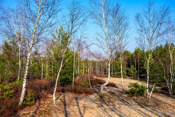 Early spring mixed forest on sandy grounds of natural landscape protected area of Mazovian Landscape Park in Mazovia region in central Poland