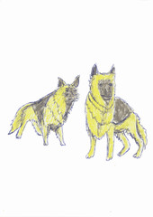 vector illustration of  German shepherds.