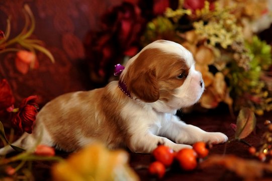 Cavalier King Charles Spaniel Relaxing At Home