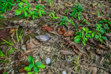 The ground , thailand