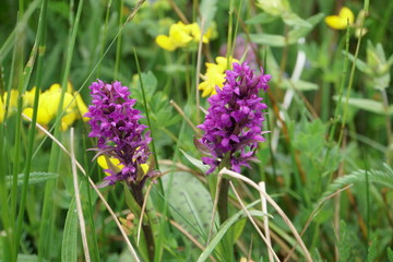 Obraz premium Bäume-Blüten