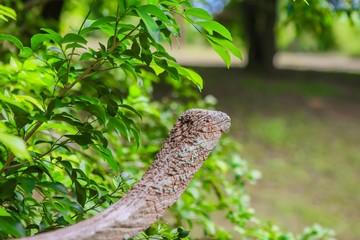 Wooden post , House post