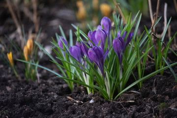 spring crocus flowers in spring