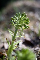 Common Butterbur (Petasites albus) is a strong-smelling plant of the Asteraceae family.